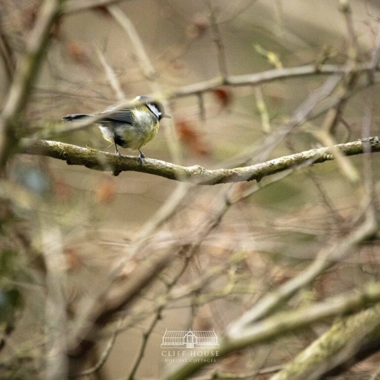 blue tit, great tit, long tailed tit, willow tit, great yorkshire forest, dalby forest, chafer wood, self catering,