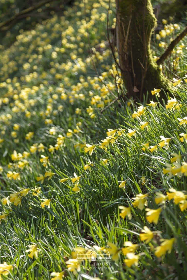 daffodils, farndale daffodils, farndale, walkshire, secret locations, secret daffodils, walking, walking friendly, walker friendly