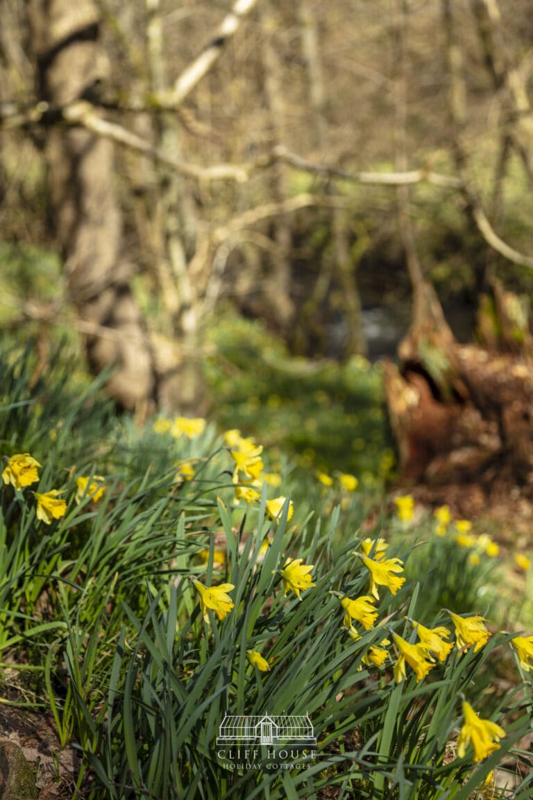 daffodils, farndale daffodils, farndale, walkshire, secret locations, secret daffodils, walking, walking friendly, walker friendly