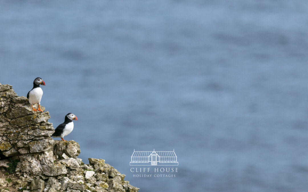 Bird watching and photography at RSPB Bempton Cliffs